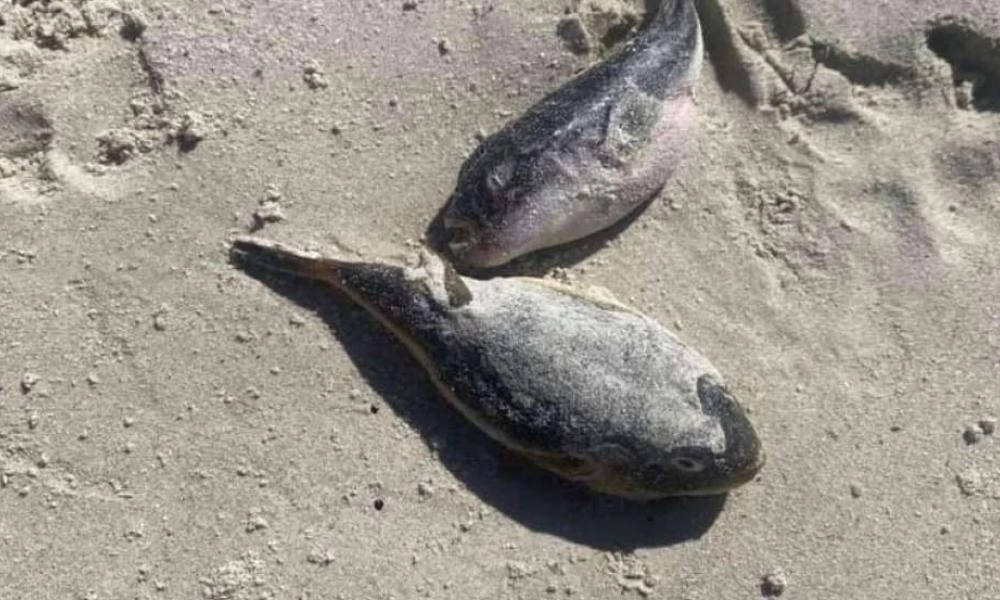 Γέμισαν με νεκρά ψάρια οι παραλίες της Νότιας Αφρικής